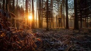 The Electric Pulse of Opening Morning Why the First Light of Hunting Season Matters Most